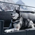 Waldhotel Fletschhorn Private Whole Hotel In Saas-Fee 360 Alpine Views & Sauna 샬레